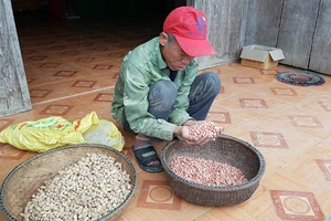 Quảng Bình: Đề nghị xử lý Chủ tịch huyện đưa giống dỏm về cho dân nghèo