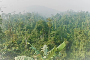 Quảng Bình: Giám đốc rừng phòng hộ “mất tích”
