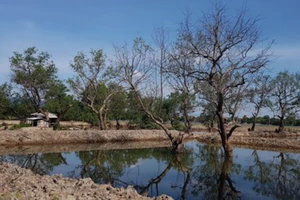Tan hoang rừng ngập mặn bên sông Kiến Giang