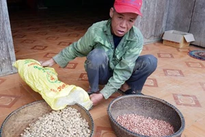 Người nghèo huyện Minh Hóa nhận đậu phộng giống kém chất lượng