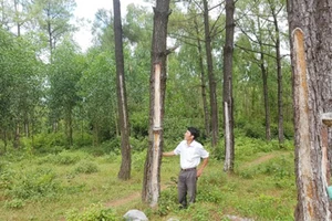 Một góc rừng thông ở lâm trường Vĩnh Long