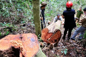 Cử người bảo vệ hơn 50m³ gỗ lậu trong rừng phòng hộ Quảng Bình đến qua tết