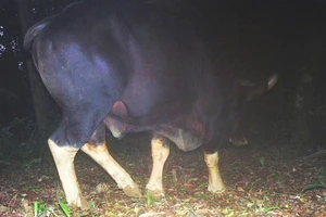 Bò tót ở Lệ Thủy, Quảng Bình. Ảnh do chương trình Việt Nature cung cấp