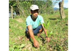 Quảng Bình: hơn 15.000 cây giống “đểu” cho dân nghèo trồng rừng