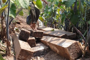 Một phần gỗ mun lậu được cơ quan chức năng phát hiện tại xã Thượng Trạch.