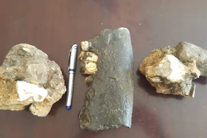 3 mẫu hóa thạch tê giác vừa phát hiện ở bản Yên Hợp, Thượng Hóa, Minh Hóa, Quảng Bình. Ảnh: VQG PN-KN cung cấp
