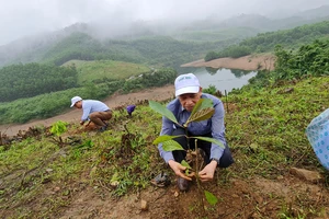 Kỹ sư lâm nghiệp hướng dẫn người Mã Liềng trồng cây gỗ bản địa