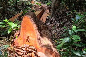Quảng Bình: Lâm tặc chặt phá rừng phòng hộ