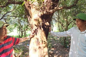 Trưởng thôn Thanh Bình, ông Dương Bình Sơn và phó thôn Dương Văn Hóa bên một cây trâm bầu cổ thụ
