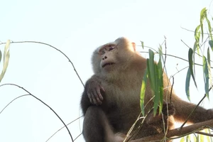 Quảng Bình: Người dân tự nguyện giao trả cá thể khỉ quý hiếm về rừng