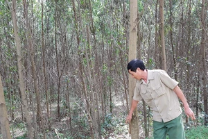 Bắc Trung bộ: Cần bảo vệ toàn bộ diện tích rừng hiện có