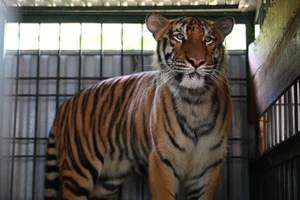Quảng Bình: Di dời 7 cá thể hổ Đông Dương đến khu nuôi mới