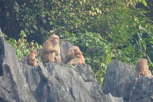 Quảng Bình: Xuất hiện nhiều đàn khỉ mốc quý hiếm 