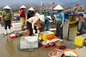 "Mở biển lấy may", ngư dân Quảng Bình thu tiền triệu