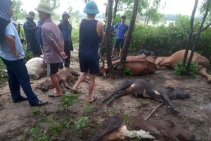 Quảng Bình: Sét đánh chết 8 con bò dưới gốc cây 