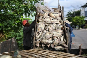 Đà Nẵng: Gần 4 tấn cá chết trắng sau trận mưa lớn