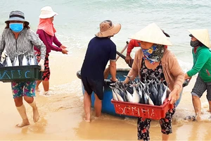 Biển gần bờ xuất hiện nhiều đàn cá, ngư dân Bình Định trúng lớn