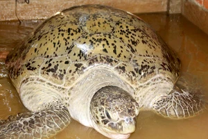 Con rùa biển nặng khoảng 200kg ngư dân Bến Tre vừa bắt được. Ảnh: HIỀN TRANG