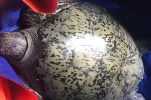 Thả rùa biển mắc lưới ở sông Hàm Luông về tự nhiên
