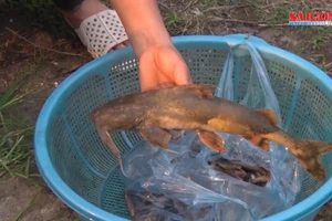 Lào Cai xuất hiện cá chết bất thường ở thượng nguồn sông Hồng 
