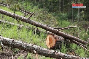Lập chuyên án điều tra vụ cưa hàng trăm cây thông xảy ra ở Đà Lạt