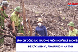 Đình chỉ công tác trưởng phòng quản lý bảo vệ rừng để xác minh vụ phá rừng ở Hà Tĩnh