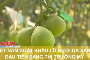 Việt Nam xuất khẩu lô bưởi da xanh đầu tiên sang thị trường Mỹ  