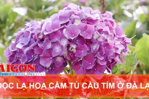 Độc lạ hoa cẩm tú cầu tím ở Đà Lạt