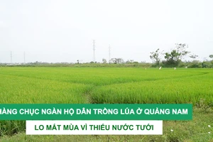 Hàng chục ngàn hộ dân trồng lúa ở Quảng Nam lo mất mùa vì thiếu nước tưới