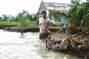 Bờ biển Cà Mau bị sạt lở nghiêm trọng