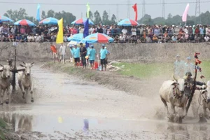 Sôi động đua bò ở Châu Đốc ngày 18-5