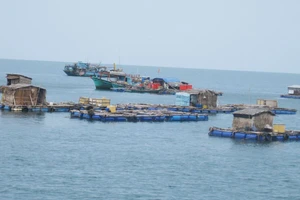 Phát triển nuôi cá biển công nghiệp ở Kiên Giang