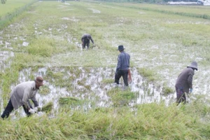 Nông dân Long An thu hoạch lúa bị ngập do mưa lũ