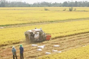  Sản xuất lúa gạo, thế mạnh của vùng Đồng Tháp Mười