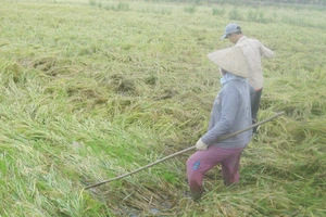 Hàng chục ngàn ha lúa bị ngã đổ sau bão số 16