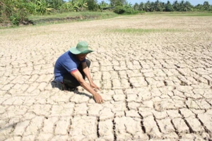 Hạn hán, xâm nhập mặn, thiếu nguồn nước ngọt từ sông Mê Công đổ về... đã gây ra những thiệt hại nặng cho sản xuất lúa ở các tỉnh ĐBSCL trong mùa khô năm 2016 vừa qu