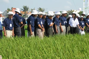 Gần 60.000 nông dân được tiếp cận qui trình canh tác lúa bền vững