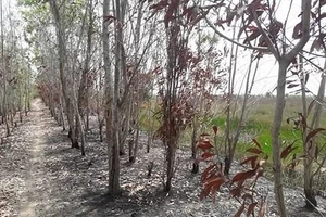 Hiện trường xảy ra cháy ở Khu bảo tồn sinh cảnh Phú Mỹ