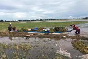 Nông dân huyện đầu nguồn An Phú (An Giang) thu hoạch lúa chạy lũ sớm