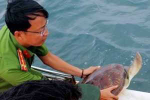 Thả 12 cá thể vích quý hiếm về vùng biển Phú Quốc