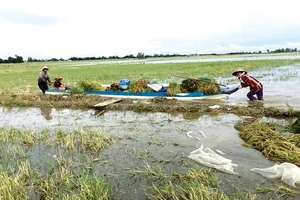 Nông dân vùng đầu nguồn An Phú (tỉnh An Giang) thu hoạch lúa chạy lũ