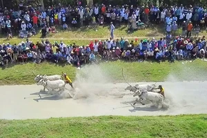 Hàng chục ngàn người xem đua bò Bảy Núi