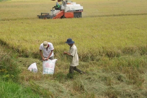 Giá lúa tăng ở ĐBSCL, nông dân có lãi