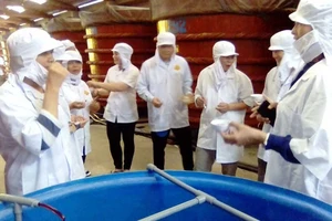 Đoàn công tác khảo sát sản xuất nước mắm truyền thống ở đảo Phú Quốc