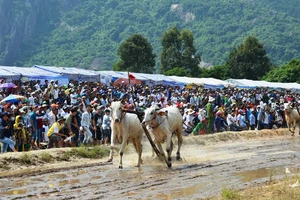 Hàng chục ngàn người xem đua bò Bảy Núi An Giang 2019