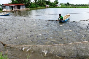 Chi hàng trăm tỷ đồng bù lỗ chênh lệch giá cá cho người nuôi ở ĐBSCL