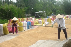 An Giang kiến nghị cho xuất khẩu 822.500 tấn nếp và gạo hạt tròn