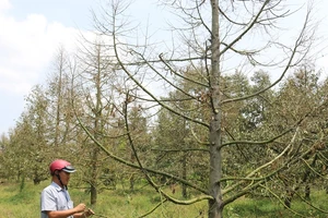 Hàng ngàn ha vườn cây đặc sản ở ĐBSCL bị thiệt hại do hạn mặn