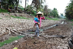 Hơn 58.000ha lúa ở ĐBSCL bị thiệt hại do hạn mặn