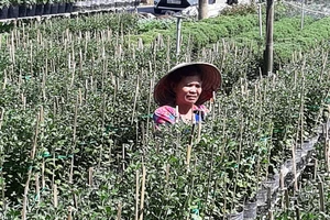 Giá trị sản xuất ngành trồng trọt ở Đồng Tháp tăng 508 tỷ đồng